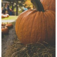 Best Pumpkin Patches to Visit this Fall Season