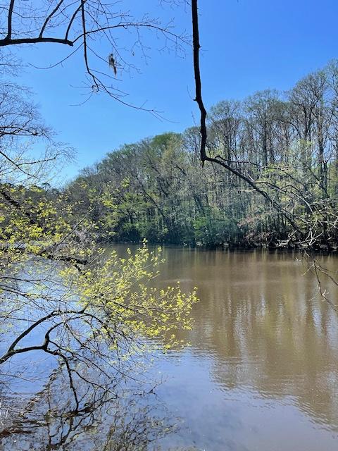 A serene river flows under a clear blue sky, bordered by trees with spring foliage. Overhanging branches frame the view from the foreground, making it one of the best hikes in Congaree National Park.