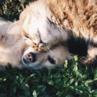 dog and cat laying next to each other