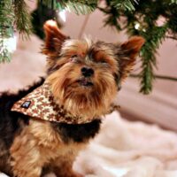 Spice Up Your Pet’s Style with SF&Co.