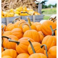 Top Pumpkin Patches in South Carolina