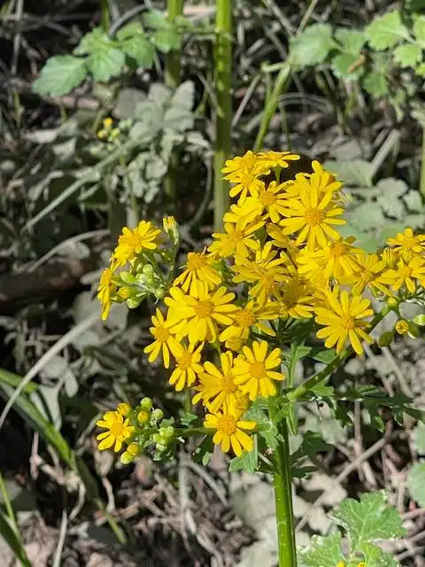 Close-up of a cluster of small, bright yellow flowers with green stems and leaves, situated in a natural outdoor setting along the best hikes in Congaree National Park.