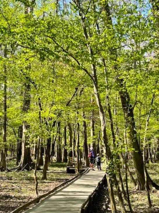 A wooden boardwalk winds through a forest with tall trees and green foliage. Two people are walking along the path under the bright sunlight, enjoying one of the best hikes in Congaree National Park.