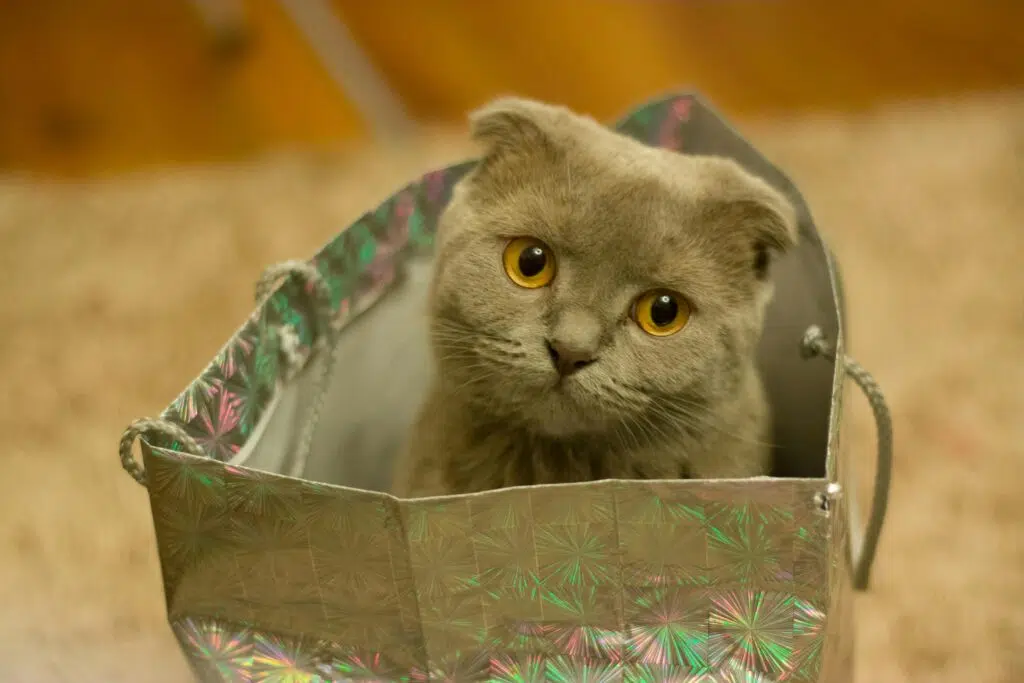 cat in bag